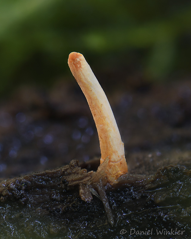 Northern Hemisphere Cordyceps | Mushroaming - Daniel Winkler's